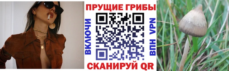 Псилоцибиновые грибы GOLDEN TEACHER  OMG зеркало  Петрозаводск 